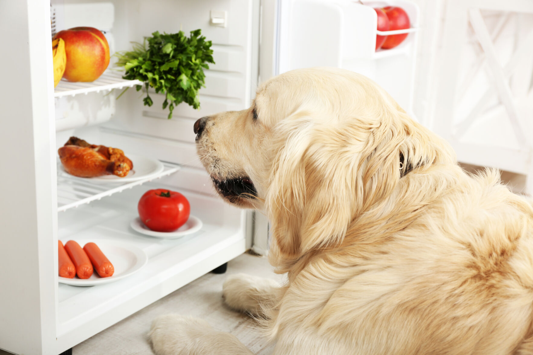 Labrador near fridge in kitchen